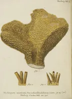 An illustration from (Fortsetzung Band 1): Fortsetzungen der Pflanzenthiere: Mit hundert und sechs illuminirten Kupfertafeln (1797)