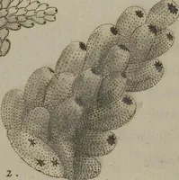 Picture 28 of 103 from (Fortsetzung Band 1): Fortsetzungen der Pflanzenthiere: Mit hundert und sechs illuminirten Kupfertafeln (1797), leaf 79