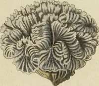 An illustration from (Fortsetzung Band 1): Fortsetzungen der Pflanzenthiere: Mit hundert und sechs illuminirten Kupfertafeln (1797)