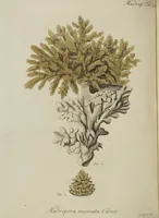 An illustration from (Fortsetzung Band 1): Fortsetzungen der Pflanzenthiere: Mit hundert und sechs illuminirten Kupfertafeln (1797)