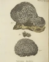 Picture 35 of 103 from (Fortsetzung Band 1): Fortsetzungen der Pflanzenthiere: Mit hundert und sechs illuminirten Kupfertafeln (1797), leaf 94