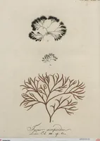 Picture 25 of 81 from (Band 1) (1800), leaf 102
