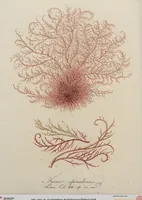 Picture 26 of 81 from (Band 1) (1800), leaf 106