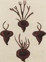 An illustration from (Band 1) (1800)