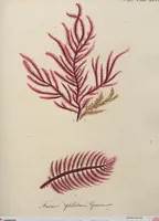 An illustration from (Band 1) (1800)