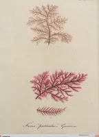 Picture 31 of 81 from (Band 1) (1800), leaf 143
