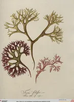 An illustration from (Band 1) (1800)