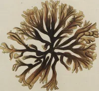 Picture 34 of 81 from (Band 1) (1800), leaf 159