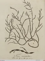 Picture 35 of 81 from (Band 1) (1800), leaf 165