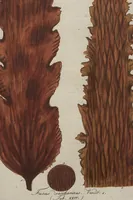 Picture 36 of 81 from (Band 1) (1800), leaf 168