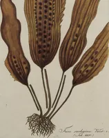 An illustration from (Band 1) (1800)