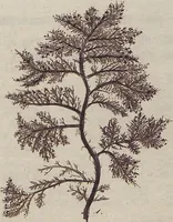 An illustration from (Band 1) (1800)