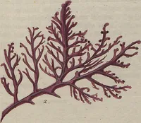 Picture 39 of 81 from (Band 1) (1800), leaf 172
