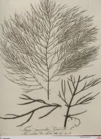 Picture 40 of 81 from (Band 1) (1800), leaf 175