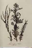 Picture 41 of 81 from (Band 1) (1800), leaf 178