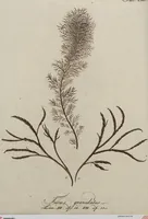 Picture 42 of 81 from (Band 1) (1800), leaf 179