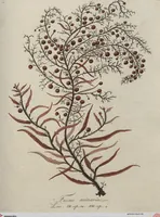 Picture 46 of 81 from (Band 1) (1800), leaf 193