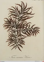 Picture 47 of 81 from (Band 1) (1800), leaf 194