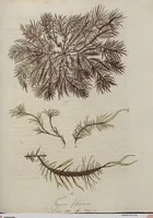 Picture 48 of 81 from (Band 1) (1800), leaf 199