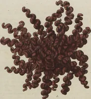 Picture 50 of 81 from (Band 1) (1800), leaf 209