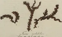 An illustration from (Band 1) (1800)