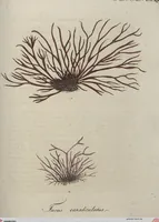 An illustration from (Band 1) (1800)