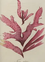 An illustration from (Band 1) (1800)