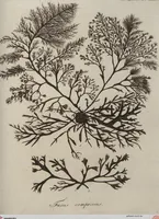 Picture 57 of 81 from (Band 1) (1800), leaf 227