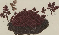 An illustration from (Band 1) (1800)