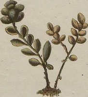 Picture 59 of 81 from (Band 1) (1800), leaf 228
