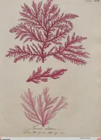 Picture 3 of 81 from (Band 1) (1800), leaf 23