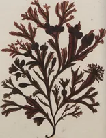 Picture 61 of 81 from (Band 1) (1800), leaf 242