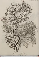 Picture 62 of 81 from (Band 1) (1800), leaf 243
