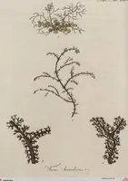 An illustration from (Band 1) (1800)