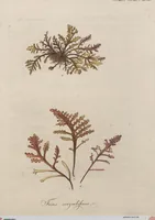 Picture 66 of 81 from (Band 1) (1800), leaf 268