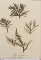 An illustration from (Band 1) (1800)