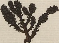 An illustration from (Band 1) (1800)