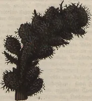 Picture 69 of 81 from (Band 1) (1800), leaf 275