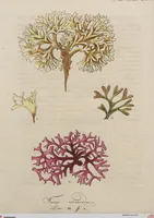 Picture 70 of 81 from (Band 1) (1800), leaf 278