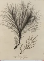 Picture 71 of 81 from (Band 1) (1800), leaf 283