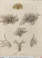 An illustration from (Band 1) (1800)