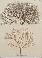 Picture 75 of 81 from (Band 1) (1800), leaf 295