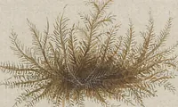 An illustration from (Band 1) (1800)