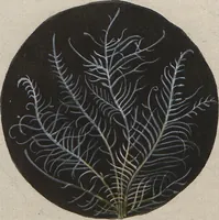 An illustration from (Band 1) (1800)