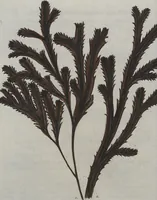 Picture 5 of 81 from (Band 1) (1800), leaf 30