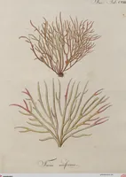 Picture 79 of 81 from (Band 1) (1800), leaf 302