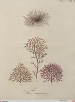 Picture 80 of 81 from (Band 1) (1800), leaf 306