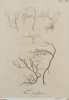 An illustration from (Band 1) (1800)