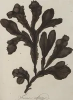 An illustration from (Band 1) (1800)