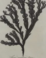 Picture 8 of 81 from (Band 1) (1800), leaf 47